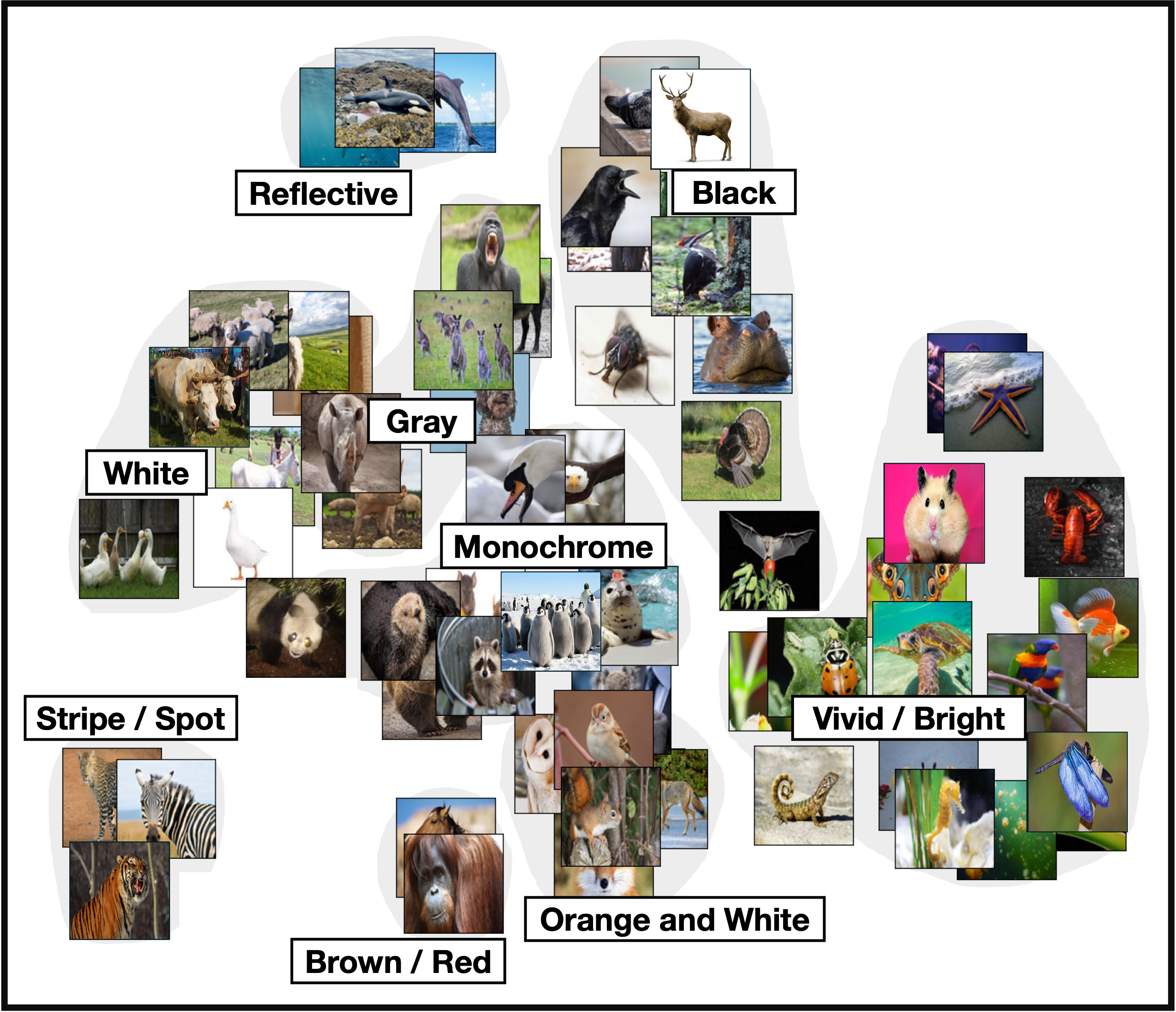 Animal Color Embedding