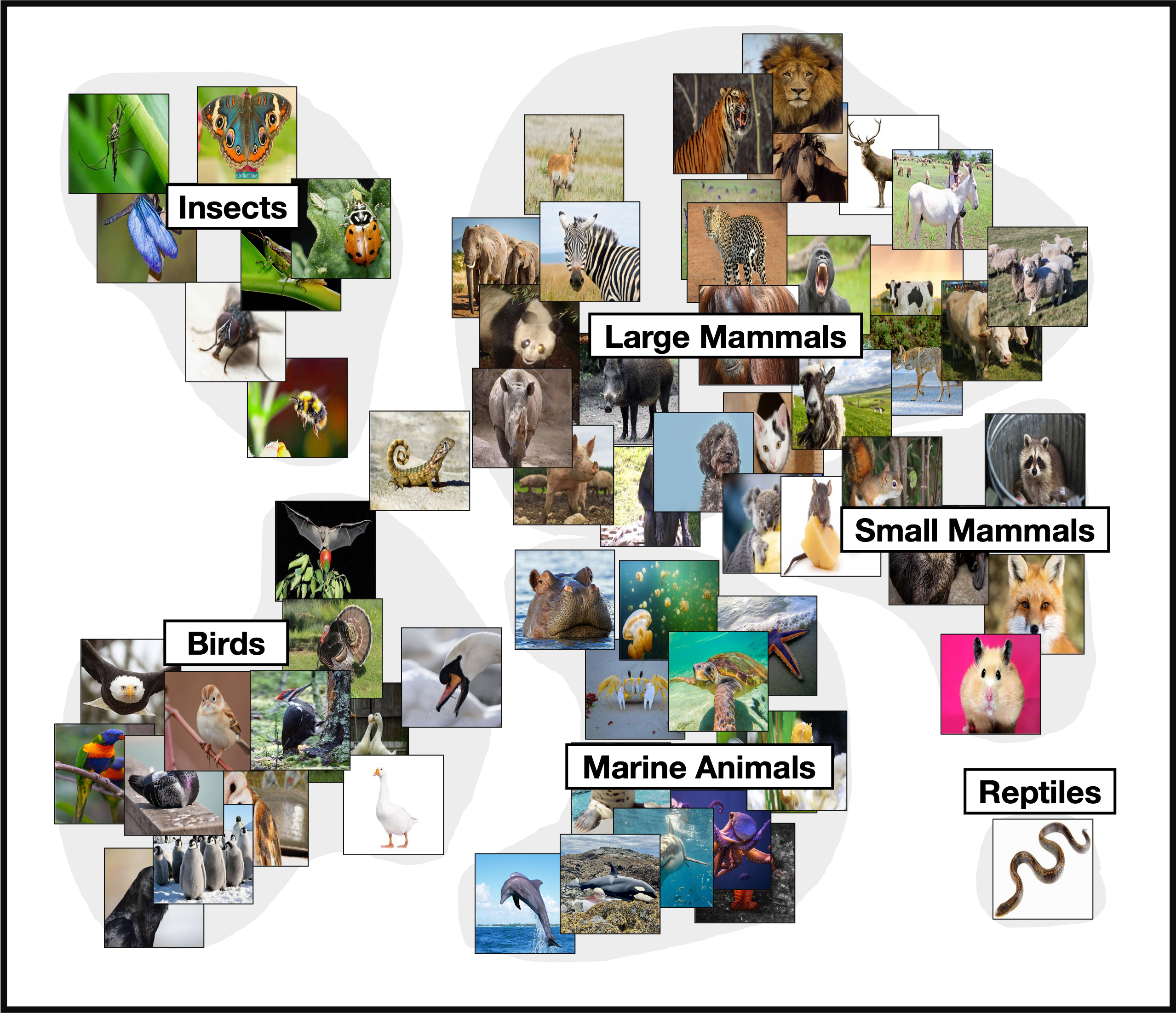 Animal Species Embedding